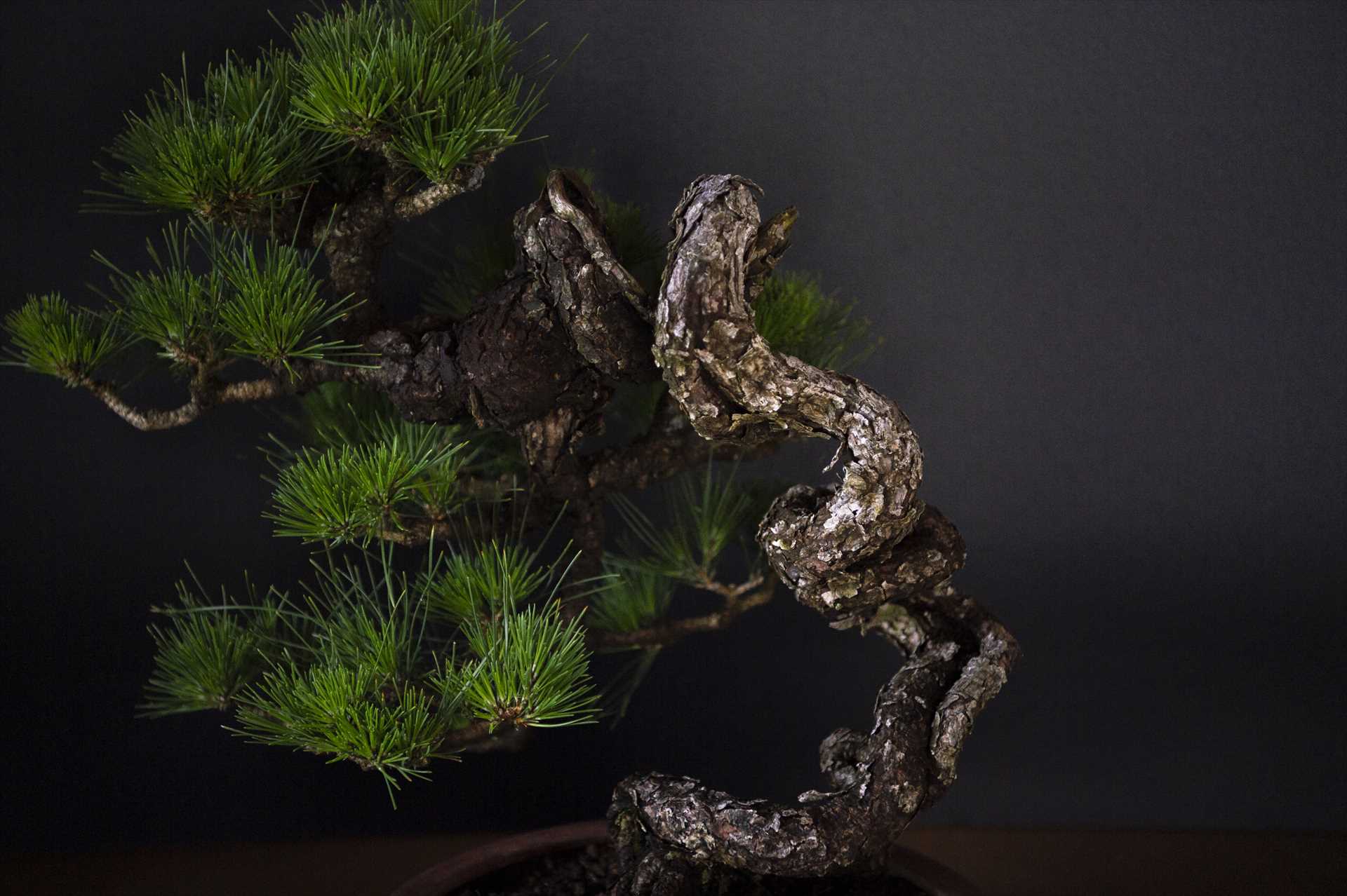 樹心園オンラインショップ