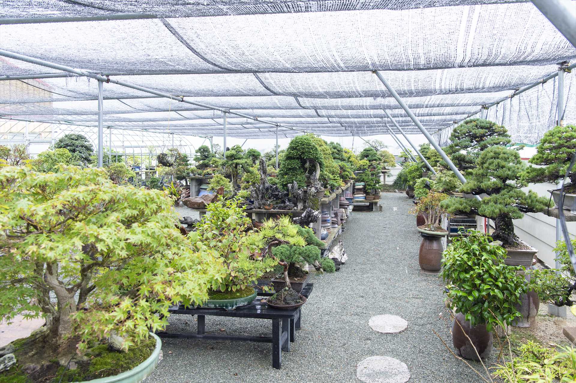 樹心園　盆栽園の様子